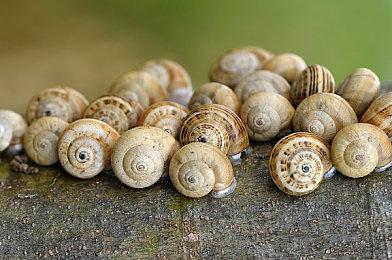 CDPR将全力开发《赛博朋克2077》IP 不仅限于游戏